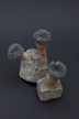 pilz-22