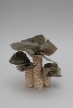pilz9